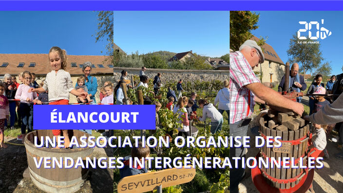 Elancourt (78) : Une association organise des vendanges intergénérationnelles 