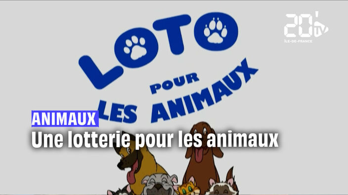 Une loterie pour sauver les animaux errants