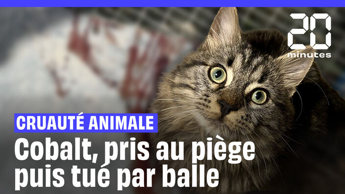 Cobalt, un chat « abattu de plusieurs coups de fusil, alors même qu'il était piégé dans une cage »