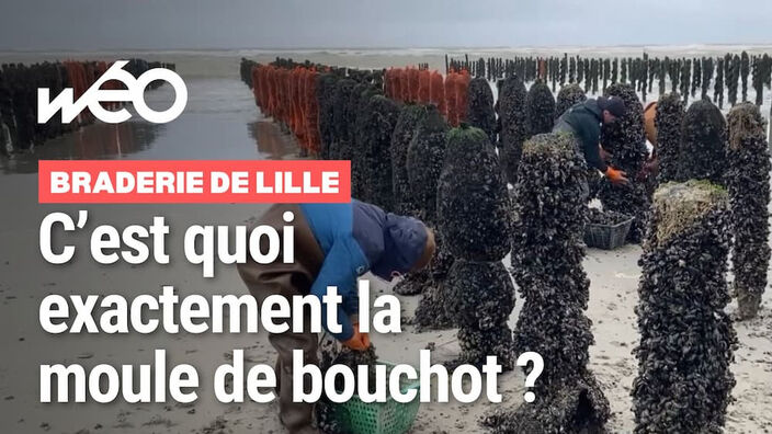 Braderie de Lille : tout savoir sur la moule de bouchot