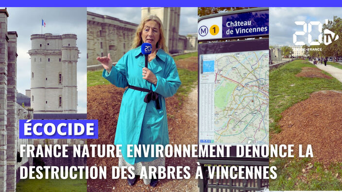 Au château de Vincennes, les militants de FNE vent debout contre l'abattage de 18 arbres anciens