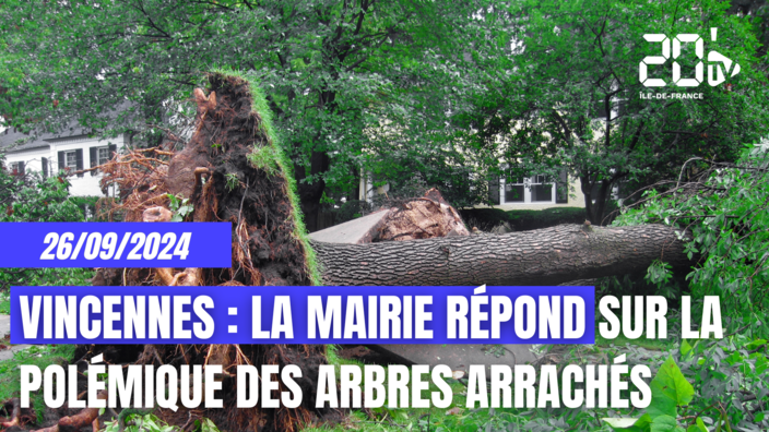 Vincennes : la mairie répond sur la polémique des arbres arrachés