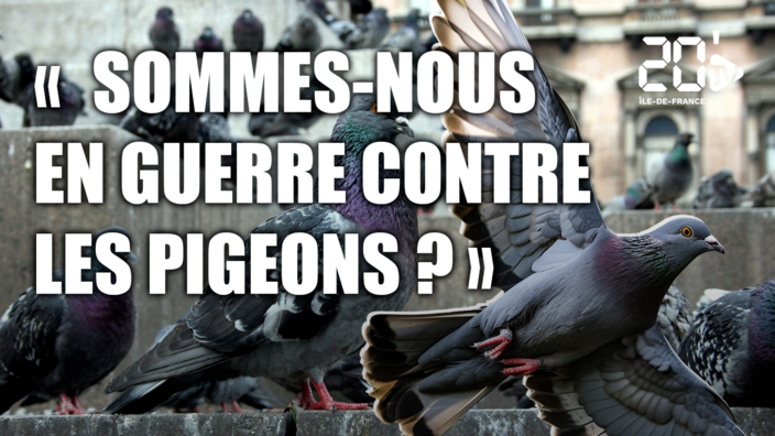 Sommes-nous en guerre contre les pigeons ?